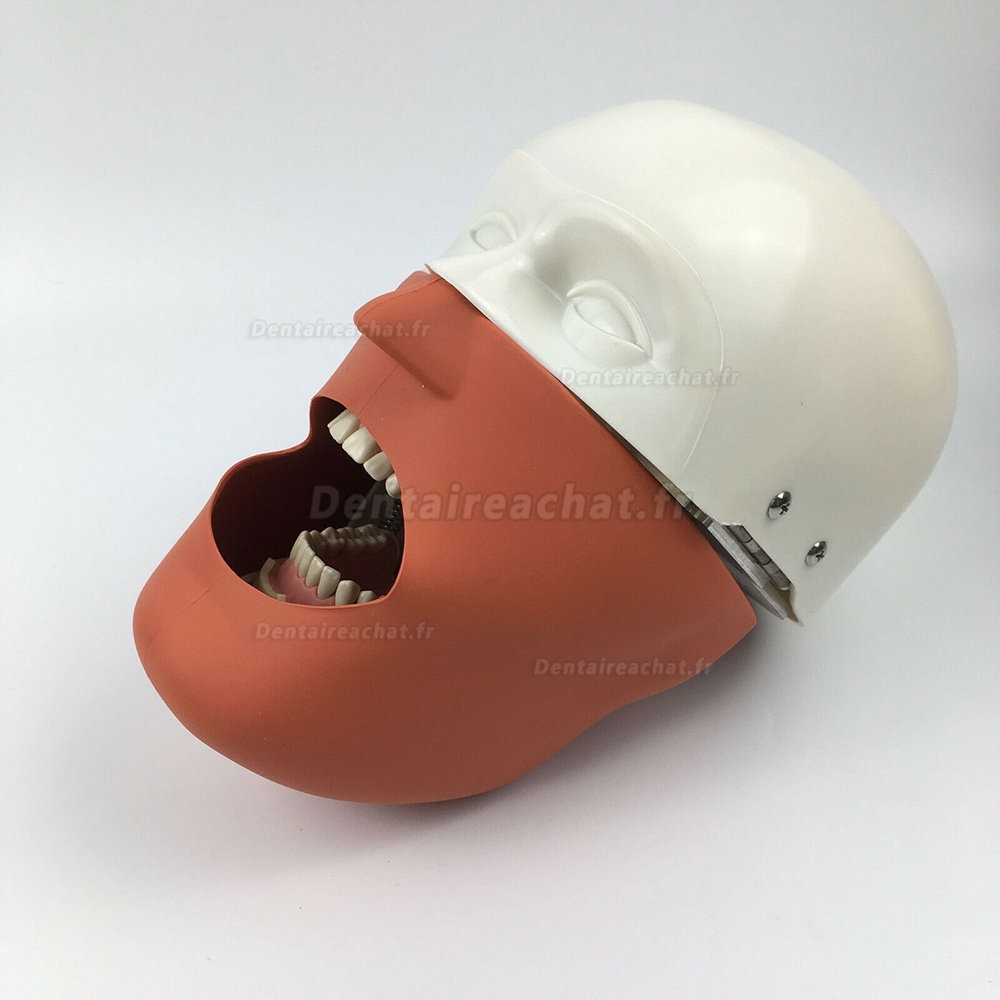 Jingle JG-C1 Modèle de simulation de pratique de chirurgie dentaire tête fantôme de simulation